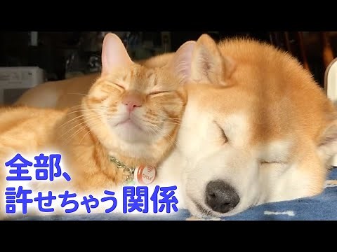 How a Shiba Inu and a cat came to sleep together... ♥