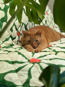 60" X 70" Waterproof Reversible Blanket, Large Couch Cover for Dogs and Pets - Picnics, Outdoor, Camping, Beach, Washable Protector Sheet - Etsy