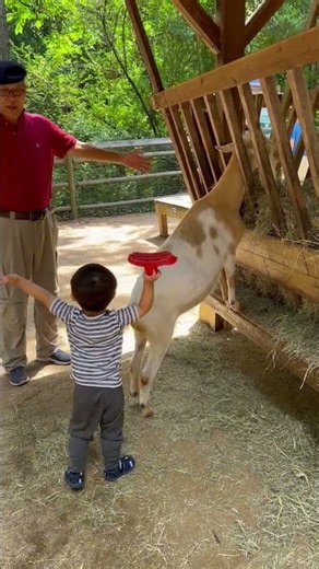 🦁 We found the CUTEST animal at Zoo Atlanta! 😍 Wait for it... #Shorts #ZooAtlanta