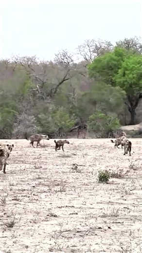 116K views · 1.4K reactions | Defiant Hyenas Dare to Attack a Lioness #hyena #lion #wildlife #animalworld #bigcats #trending #viral #videoviralシ #viralreelsfacebook #reelsvideoシ #fypシ #reels | Mathiesen | Facebook