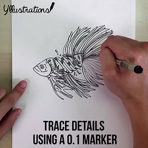 83K views · 193 reactions | How to draw a: Unraveling Fighting FIsh Illustrator: https://www.instagram.com/le.hobo.art/ | Yllustrations | Facebook