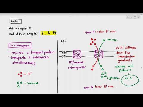 4-14 Co-Transport *EXTRA* (Cambridge AS & A Level Biology, 9700)