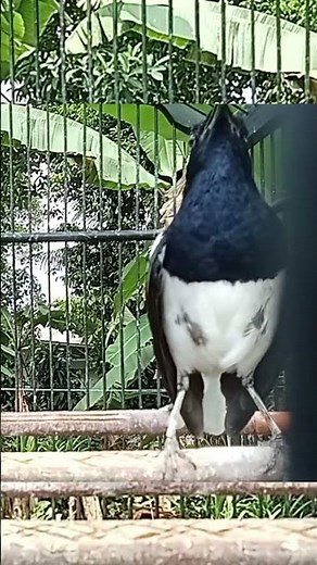 sound of magpie robin bird