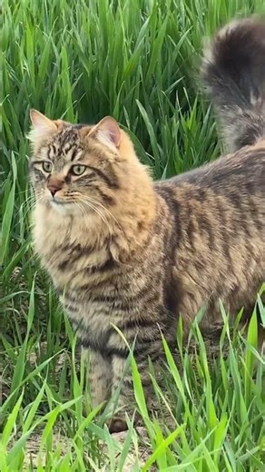 Fluffy Long-haired Tabby Cat: The Country's Cutest Resident