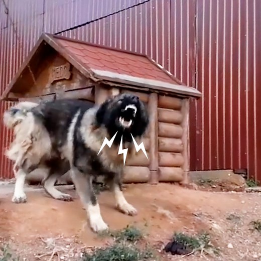 Watch this guy turn an aggressive dog into a cuddlebug — and sleep in a pile of hundreds of rescue dogs every night ❤️ | The Dodo