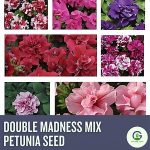 Petunia Double Madness Series Mix Seeds - Pelleted, Ruffled Blooms, Heat-tolerant, Easy to Grow - Etsy