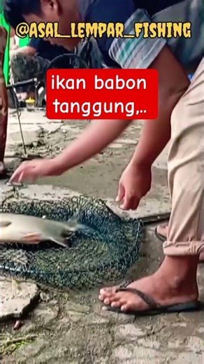 ikan babon tanggung @Lempar_Fishing #mancing_ikan_bawal