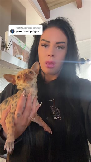 Replying to @Aparicio #perrato #gatorro #medioperromediogato