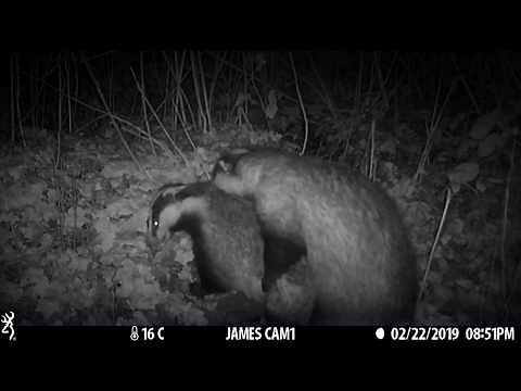 Have you ever seen Badgers mating? Incredible footage of breeding season