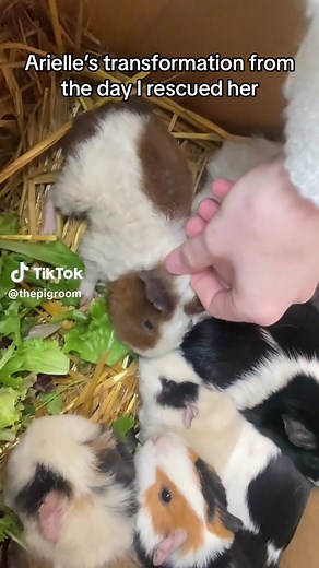Arielle's Heartwarming Transformation at Guinea Pig Rescue