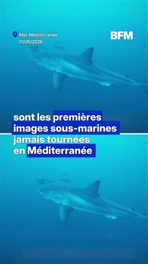 Un grand requin blanc filmé pour la première fois dans la Méditerranée