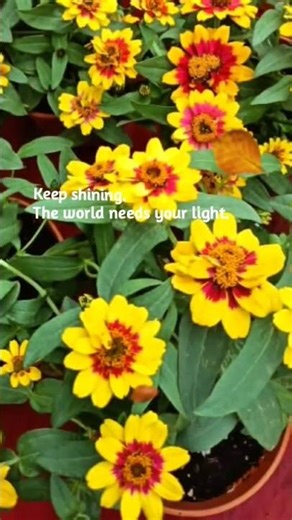Keep Shining✨️ | Brighten Your Day