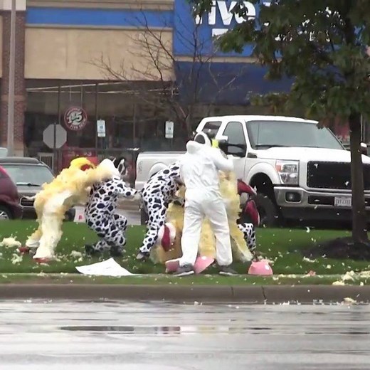 These chickens were caught picking a fight with cows. | cheddar news