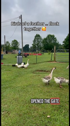 4 comments | #goose #geese #gosling #hatch #raisinggeese #homesteader #pmfarmvent | Pam PMfarm Vent | Facebook