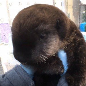 Young Lincoln, Prince of Sea Pups, joined our sea otter family three years ago today after he was found as an orphan and rescued by the Monterey Bay Aquarium! | Oregon Zoo