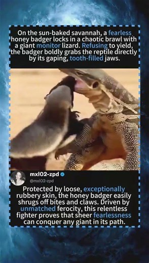Honey Badger Bites Giant Monitor Lizard INSIDE Its Mouth! 💥🦎#honeybadger #monitorlizard