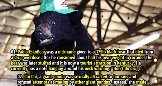 25 Terrifying Facts about Bears - Fact Republic