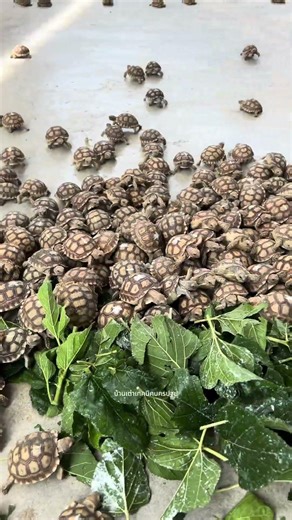 Master splinter 🐀🐢💨 #บ้านเต่าเทคนิคนครปฐม #sulcatatortoise #เต่าซูคาต้า #sulcata