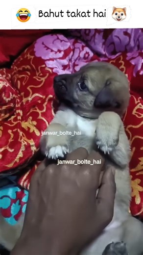 comedy | Animal comedy