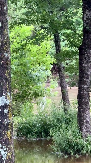 Rainy morning with a white heron in my yard