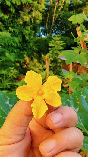From Soil to Table: Better Veggies with Biochar.​#Homegrown #OrganicGardening #BiocharSoil #GrowYour