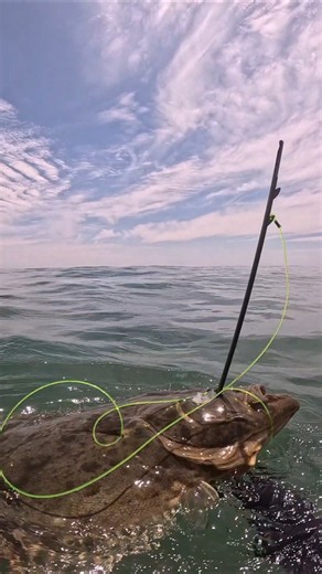 POV spearfishing 38 inch Halibut #spearfishing #california #freediving #fishing #pesca