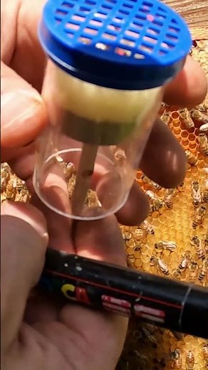 How To Mark A Queen Bee