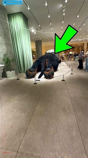 dog in the Mall viral video 🤣 #funny #funnyvideo