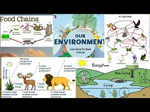 Science chapter 15: our environment (class 10)