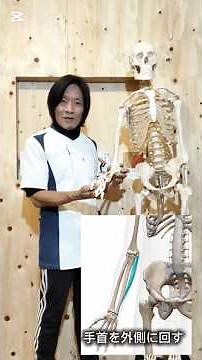 手首の症状を改善する為に 手首を支える重要な筋肉(尺側手根屈筋)について #高槻市 #腱鞘炎 #ばね指 #セルフケア