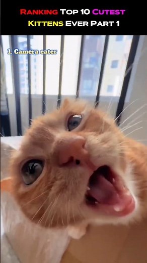 Ranking Top 10 Cutest Kittens Ever Part 1 #BabyKittens #CuteCats #CatLovers #TrendingCats #viralcat