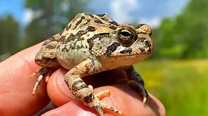 A grumpy, poisonous toad encounter