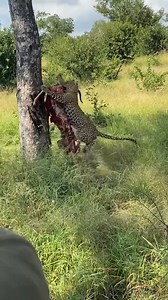 129K views · 804 reactions | Unbelievable Leopard Strength. #AjKenyaSafaris #kenyaluxurysafari | Aj Kenya Safaris Ltd | Facebook