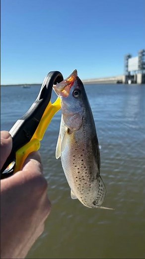 Speckled Trout Fishing in the Louisiana Bayou | Mobb Deep Vibes🎣🔥 #LouisianaFishing #SpeckledTrout