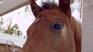 Close-up Cute Brown Foal Man Blue Stock Footage Video (100% Royalty-free) 1076015540 | Shutterstock