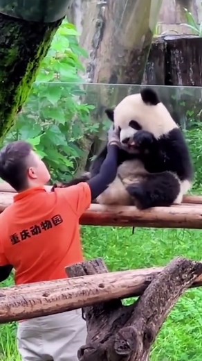 Giant Pandas Interacting with Humans at a Sanctuary