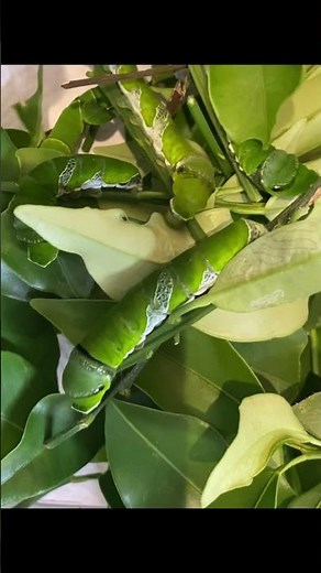 【癒やし】新しい葉っぱにモゾモゾ…アゲハの幼虫たち🐛🤍🌿 #shorts #イモムシ #アゲハチョウの幼虫 #昆虫観察 #生き物大好き #癒やし #アゲハチョウ #caterpillars