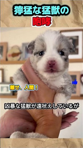 Puppy howling like a wolf