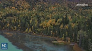 Click for the breathtaking autumn scenery in Kanas scenic spot of Altay in China's Xinjiang | Xinhua Culture&Travel