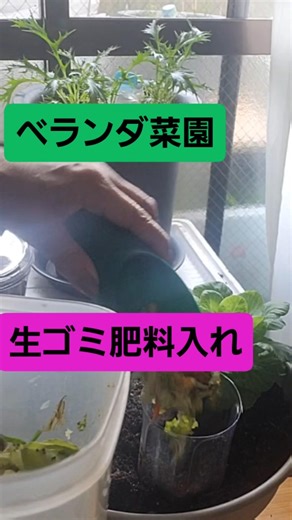 地球環境の為🌎️生ゴミを減らす為🌎️生ゴミでベランダ菜園🌱 #家庭菜園 #ベランダ菜園 #生ゴミ #コンポスト