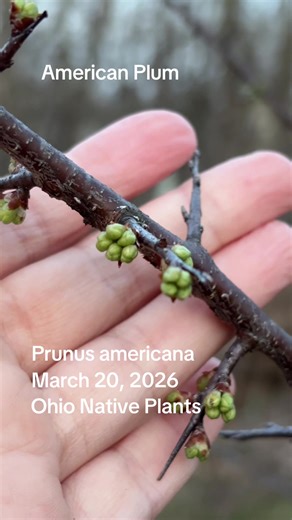 March 20, 2026 Happy Spring Equinox! American Plum This Prunus americana is showing off its buds on the first day of Spring this year. Last year it didn’t bloom until mid April. This small, deciduous tree can grow to approximately 15-20’ tall, but can also form quick growing, thorny thickets. It blooms in mid to late spring then fruits in late summer to early fall. My trees have yet to produce fruit. I’m patiently waiting. #microhabitatsaremagical #pollinatorgarden #ohionativeplants #nativeplant
