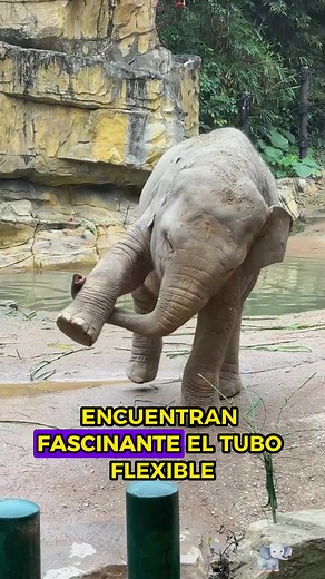 Fascinating Facts About Elephant Feet