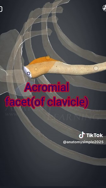 Exploring Human Anatomy: The Clavicle Explained