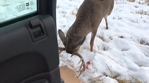 Aggressive Buck Tries To Fight Hunter’s Downed Deer Right Next To The Truck