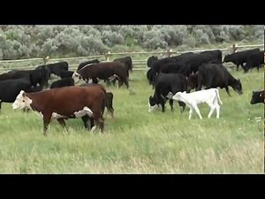 Cows Grazing with calves and bulls
