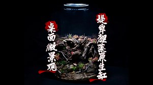 桌面生态微景观系列