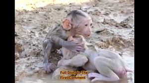 6.7K views · 44 reactions | Pitiful abandoned baby monkey | Monkey Life | Facebook