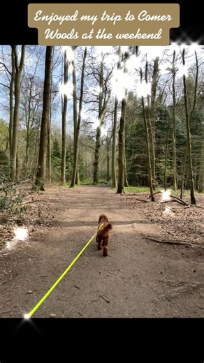 Bailey (@bailey_cockapoo)’s videos with Man of the Woods - Justin Timberlake