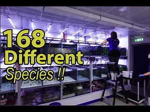 Fish Breeding 101: THIS is how its done