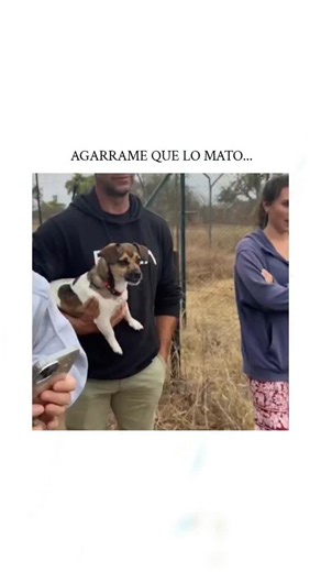 memer boy on Instagram: "The post shares a 12-second video from a safari park where a small terrier-type dog, held by its laughing owner, barks aggressively at a lion behind a fence, causing the lion to pause and back away slightly, captioned "AGARRAME QUE LO MATO..." to amplify the comedic overconfidence. Uploaded on 11 February 2026 by @WalhallaMann , a Spanish-speaking account with a Viking-themed persona, the clip has exploded to 34,000 likes and 475,000 views, tapping into viral appeal of d